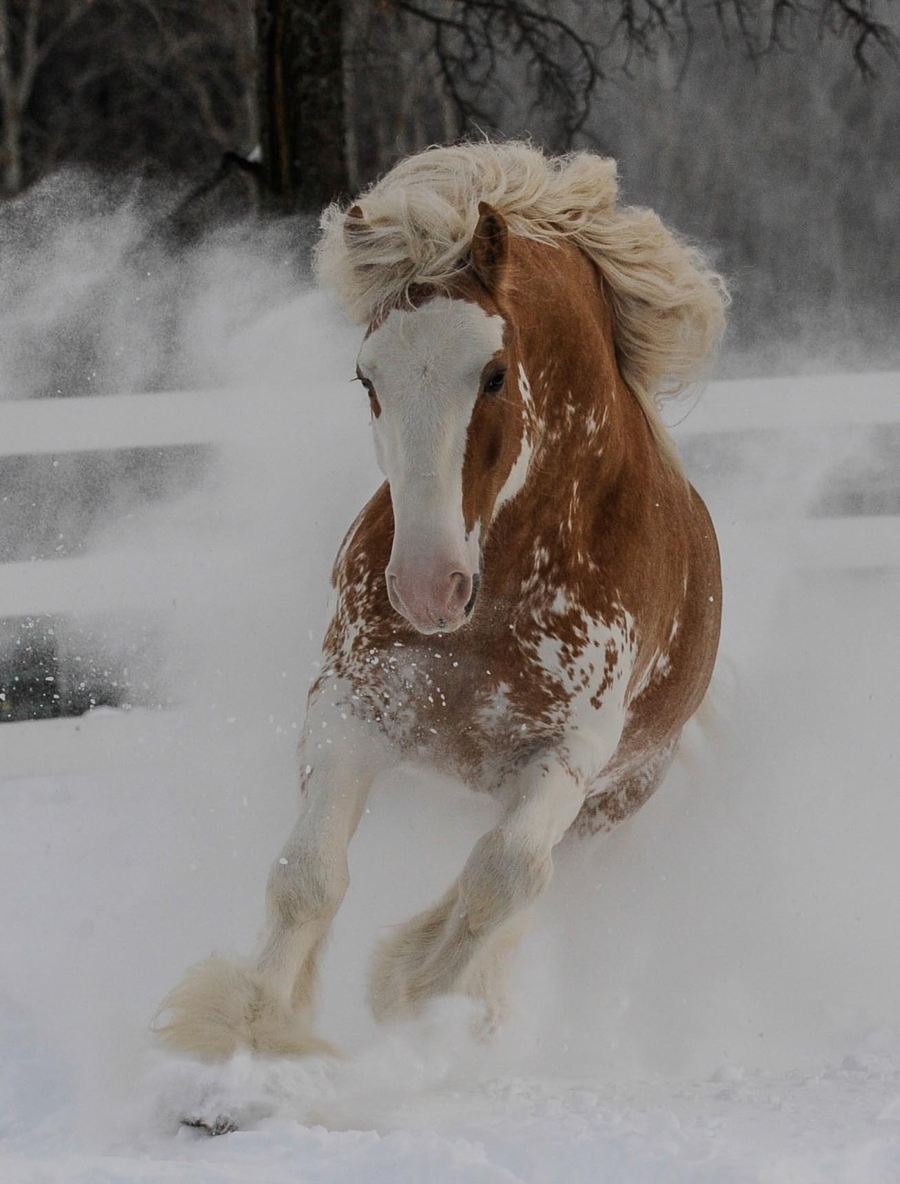 Helen Peppe Horse Photography - Awesome Picture